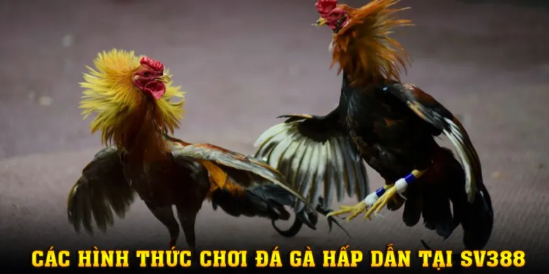Gợi ý các hình thức cược đá gà không nên bỏ lỡ tại SV388