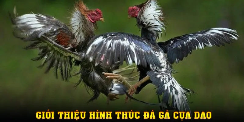 Giới thiệu đôi nét về hình thức đá gà cựa dao tại MM88