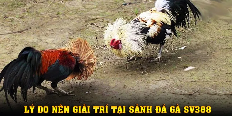 Lý do nên chọn đá gà SV388 tại nhà cái MM88